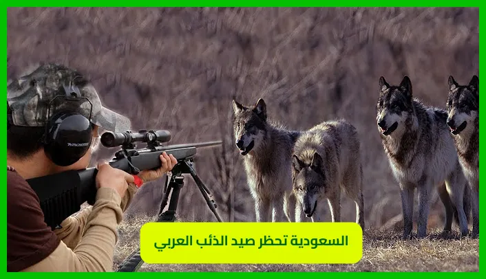   السعودية تحظر صيد الذئب العربي 